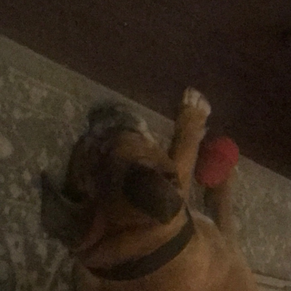 Meet your Posher, Charlotte